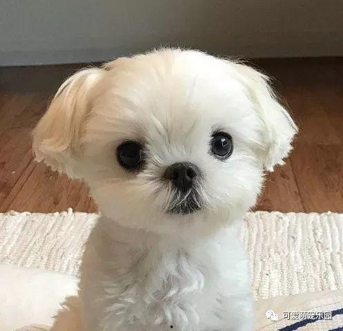 狗狗最新爆料图片,萌态百出,揭秘宠物界的欢乐瞬间 第1张 狗狗最新爆料图片,萌态百出,揭秘宠物界的欢乐瞬间 第1张